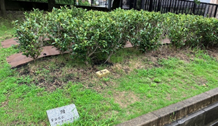 お茶の木植栽プロジェクト3